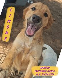 Limone: cucciola di 3 mesi buona e dolce