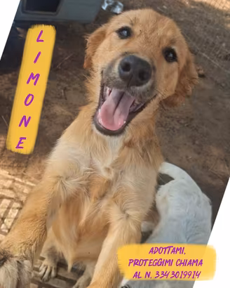 Limone: cucciola di 3 mesi buona e dolce