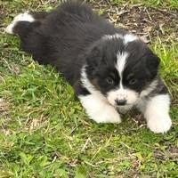 Pastore australiano- Australian shepherd