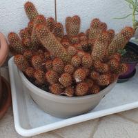 Pianta grassa - Mammillaria elongata