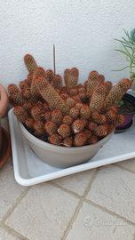 Pianta grassa - Mammillaria elongata
