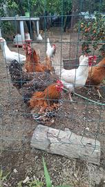 Gallo