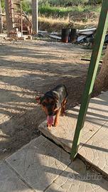 cane da caccia 