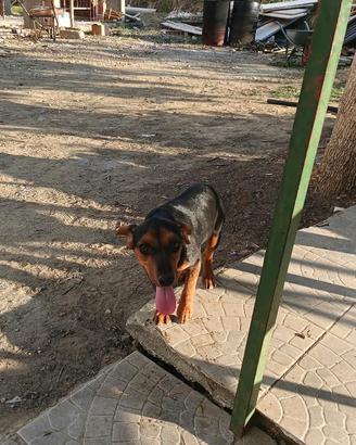 cane da caccia 