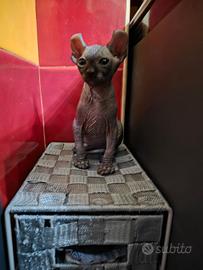 Sphynx