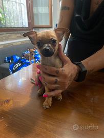Cucciolata di cani