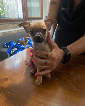 Cucciolata di cani