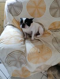 Bulldog francese
