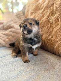 Shiba inu sesamo