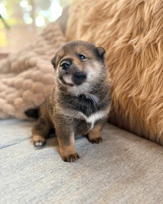 Shiba inu sesamo