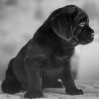 Vendiamo Cuccioli di Labrador retriever