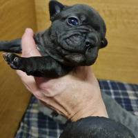 Bouledogue Francesi cuccioli allevati