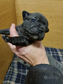 Bouledogue Francesi cuccioli allevati