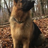 Pastore tedesco selezionato