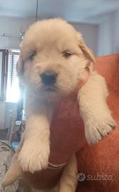 Golden retriever americano