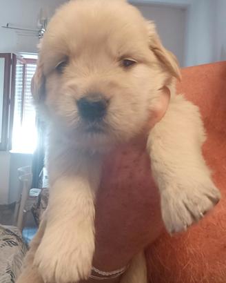Golden retriever americano