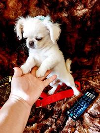 Chihuahua maschio bianco pelo lungo