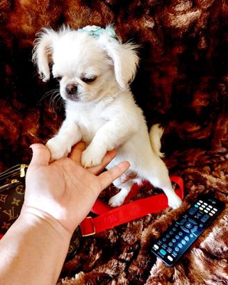 Chihuahua maschio bianco pelo lungo