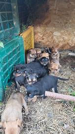 Cuccioli metà Rottweiler