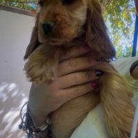 Cocker spaniel inglese cucciola disponibile