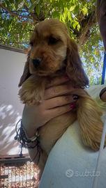 Cocker spaniel inglese cucciola disponibile