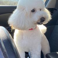 Barboncino per accoppiamento