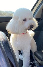 Barboncino per accoppiamento