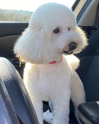 Barboncino per accoppiamento