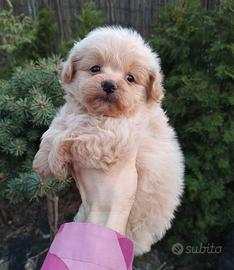 Cucciolo CREMA Maltipoo di 2 mesi