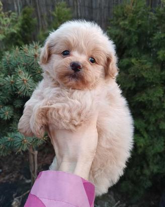 Cucciolo CREMA Maltipoo di 2 mesi