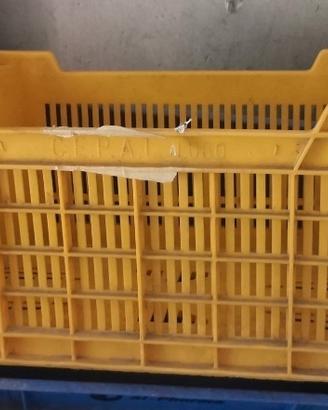 cassa in plastica robusna