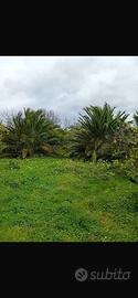 Terreno agricolo