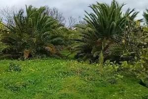 Terreno agricolo