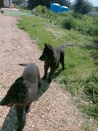 Pastore belga Groenendael