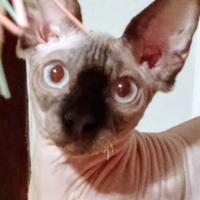Gatto spynix per monta