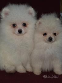 Spitz pomerania