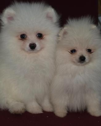 Spitz pomerania
