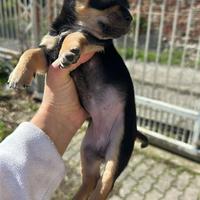 Cuccioli taglia piccola