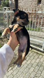 Cuccioli taglia piccola