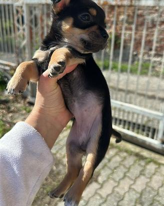 Cuccioli taglia piccola