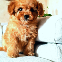 Barboncino albicocca