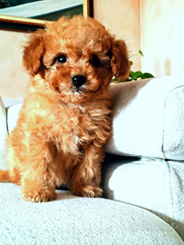 Barboncino albicocca