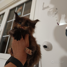 Cuccioli Maine Coon