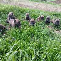 Pastore belga malinois