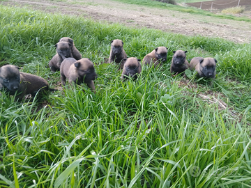 Pastore belga malinois