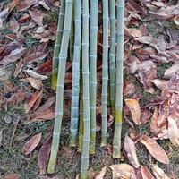 Canne di bambu 4-6 mt