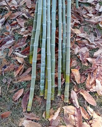 Canne di bambu 4-6 mt