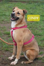 Adozione del cuore in canile a Roma nord