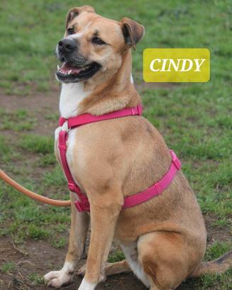 Adozione del cuore in canile a Roma nord