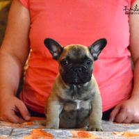 Cucciolo Bouledogue Francese fulvo